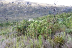 Widdringtonia nodiflora