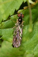Baccha elongata