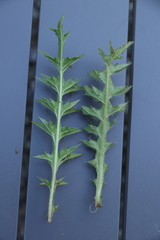 Cirsium acaule
