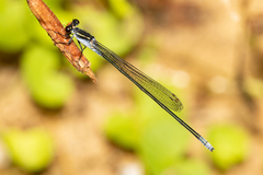 Pseudagrion ignifer