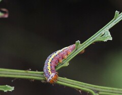 Argyrosticta decumana
