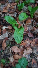 Arum maculatum