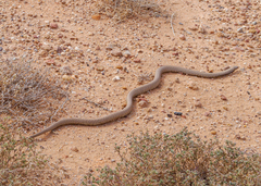 Pseudonaja aspidorhyncha