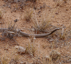 Pseudonaja aspidorhyncha