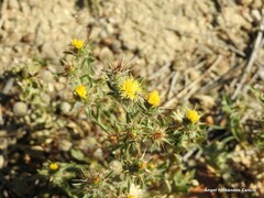 Centaurea melitensis