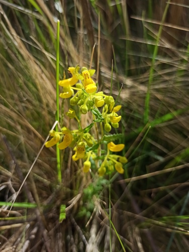 Calceolaria teucrioides (Calceolaria teucrioides)