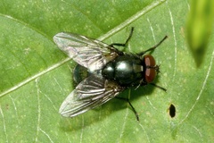 Eudasyphora