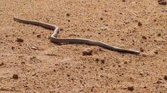 Pseudonaja aspidorhyncha
