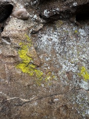 Chrysothrix xanthina