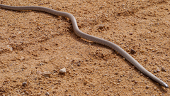 Pseudonaja aspidorhyncha