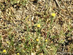 Centaurea melitensis