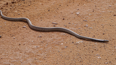 Pseudonaja aspidorhyncha