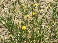 Centaurea melitensis