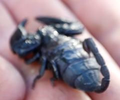 Opisthacanthus capensis