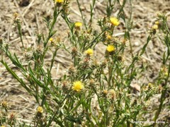 Centaurea melitensis