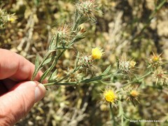 Centaurea melitensis