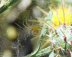 Centaurea melitensis