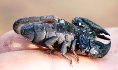 Opisthacanthus capensis