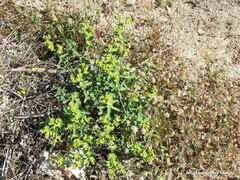 Euphorbia serrata