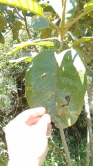 Citharexylum subflavescens
