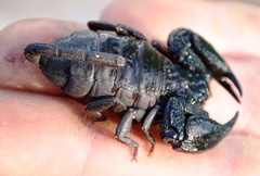 Opisthacanthus capensis