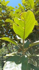 Citharexylum subflavescens