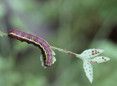 Argyrosticta decumana