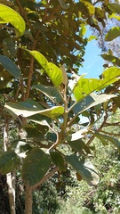 Citharexylum subflavescens