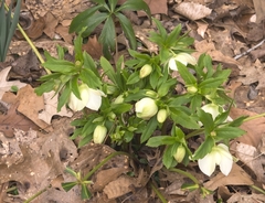 Helleborus orientalis