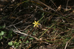 Sisyrinchium restioides