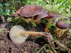 Agaricus