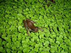 Scinax ruber