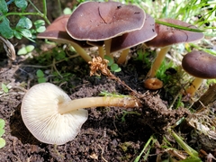 Agaricus