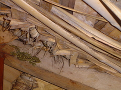 Thecadactylus solimoensis