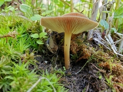 Agaricus