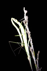 Macynia labiata