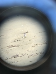 Anarhynchus frontalis