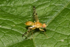 Acidia cognata