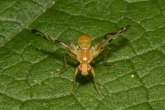 Acidia cognata