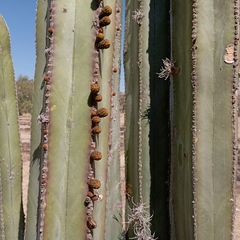 Lophocereus marginatus
