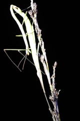 Macynia labiata