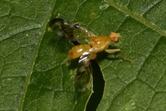 Acidia cognata