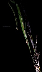 Macynia labiata