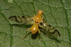 Acidia cognata