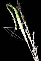 Macynia labiata