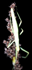 Macynia labiata