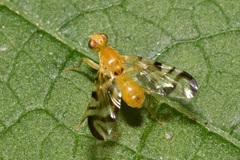 Acidia cognata