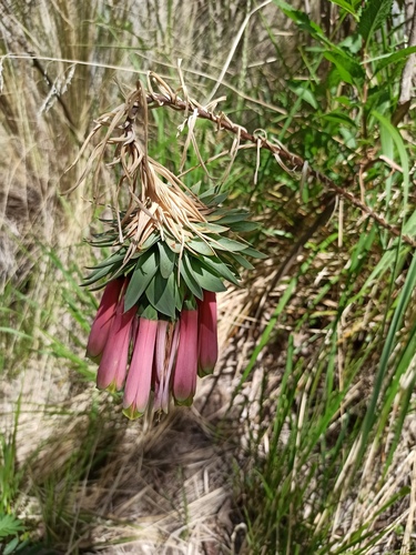 Bomarea macrocephala (Bomarea macrocephala)