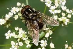 Graphomya maculata