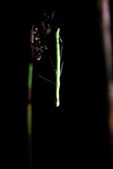 Macynia labiata